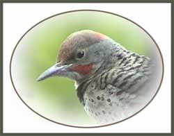 Intergrade Northern Flicker (Baby Male)