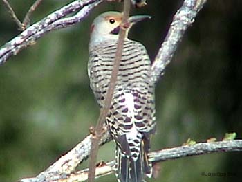 Northern Flicker Yellow-shafted Male
