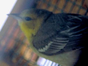 Orchard Oriole