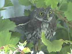 Northern Pygmy-Owl (Wing Out)