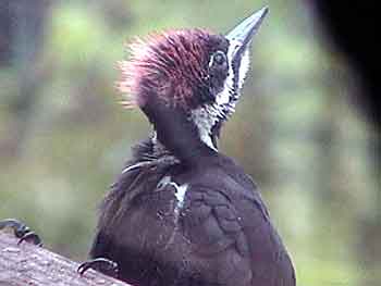 Pileated Woodpecker Fledgling