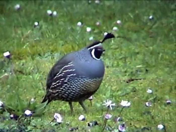 California Quail