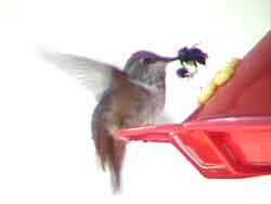 Rufous Hummingbird with Bee Pierced through Beak