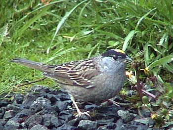 Golden-crowned Sparrow