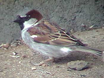 House Sparrow