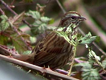 Song Sparrow