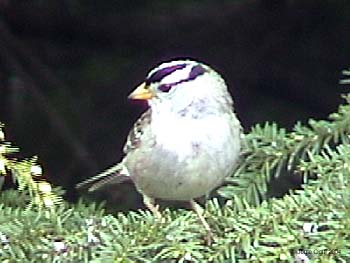 White-crowned Sparrow