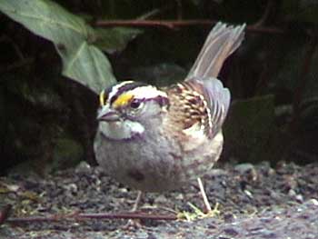 White-throated Sparrow