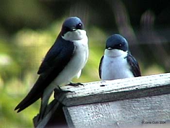 Tree Swallow