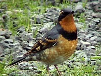 Varied Thrush