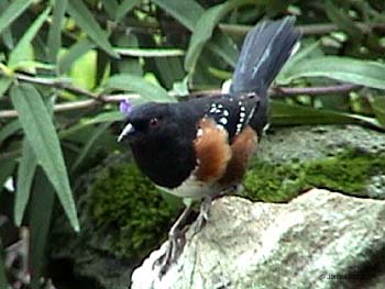 Spotted Towhee