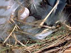 Tree Swallow Nest with Eggs