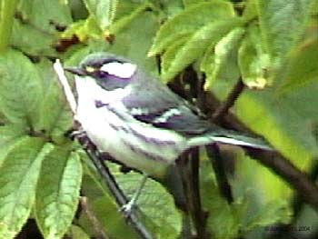 Black-throated Gray Warbler