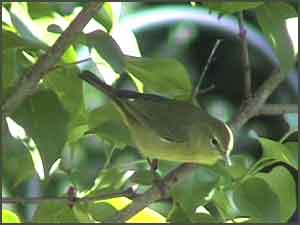 Orange-crowned Warbler