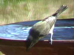 Warbling Vireo