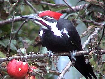 Pileated Woodpecker