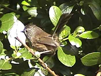 Wrentit - Small Wings