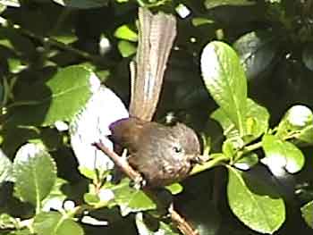 Wrentit