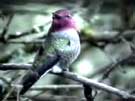 Anna's Hunningbird Flashing Gorget