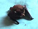 Bat Eating Mealworms