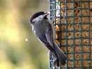 Black-capped Chickadee Eating Eatiang Peanut Butter