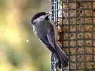 Black-capped Chickadee Eating Eatiang Peanut Butter