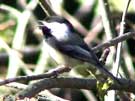 Black-capped Chickadee Singing