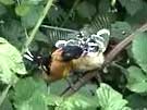 Black-headed Grosbeak Feeding Young