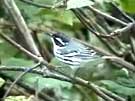 Black-throated Gray Warbler in Elderberry