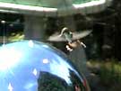 Broad-tailed Hummingbird Attacks Globe