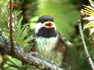 Chestnut-backed Chickadee Fledgling