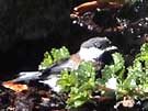 Chestnut-backed Chickadee at Sprinkler