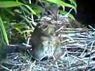 Townsend's Chipmunks Collecting Straw