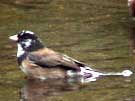 Partial-albino Dark-eyed Junco Bathing