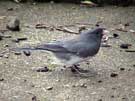 Slate-colored Junco Eating