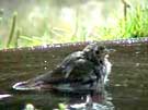 Hermit Thrush Regurgitating Pit