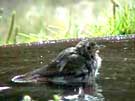 Hermit Thrush Regurgitating Pit