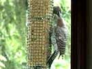 Northern Flickers Feeding Peanut Butter