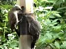 Northern Flickers Feeding Sunflower Chips