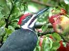 Pileated Woodpecker Eating Apples