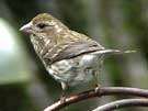 Purple Finch at Dripper