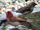 Purple Finches Drinking