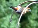 Red Crossbills Drinking