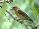 Red Crossbill Perching