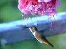 Rufous Hummingbird at Fuchsia