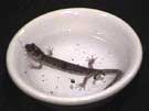Clouded Salamander in Water Dish