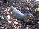 Douglas Squirrel Bathing in Bark