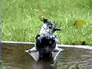 Partial-Albino Steller's Jay Bathing