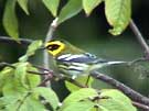 Townsend's Warbler Foraging