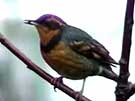 Varied Thrush Regurgitating Seed